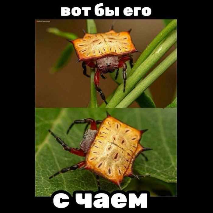 Павук к чаю
