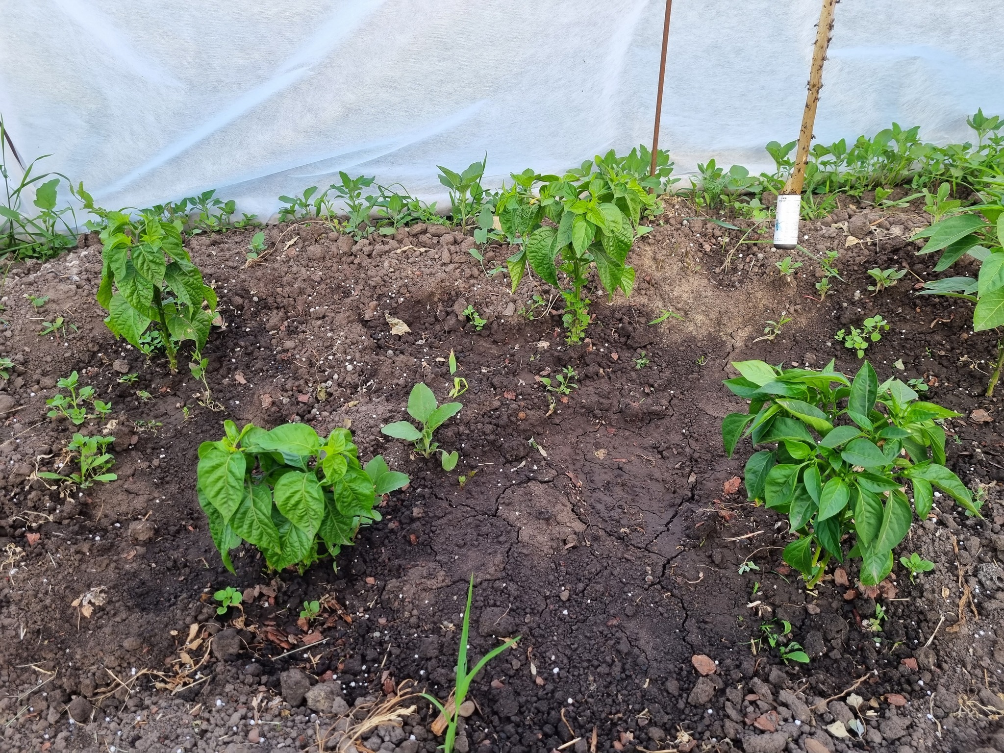 2026 hot season month 4 - My, Spicy, Hot peppers, Pepper, Seedling, Greenery, Grasshopper, Strawberry (plant), Longpost