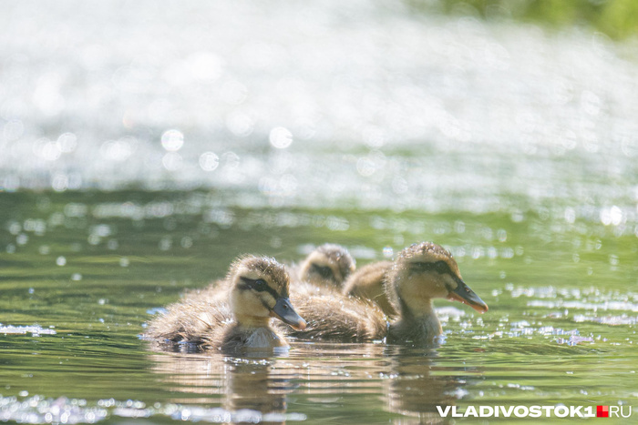 ��������: ����� ������ / <!--noindex--><a href="https://pikabu.ru/story/ocharovatelnyie_utyata_14052005?u=http%3A%2F%2FVLADIVOSTOK1.RU&t=VLADIVOSTOK1.RU&h=65ff03fe28c7228e4127e83457e6f4a14f0430f6" title="http://VLADIVOSTOK1.RU" target="_blank" rel="nofollow noopener">VLADIVOSTOK1.RU</a><!--/noindex-->