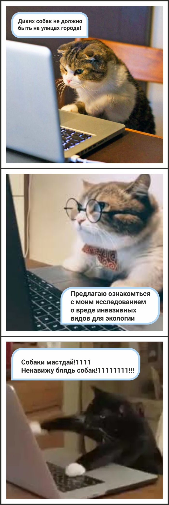 Кошачье лобби