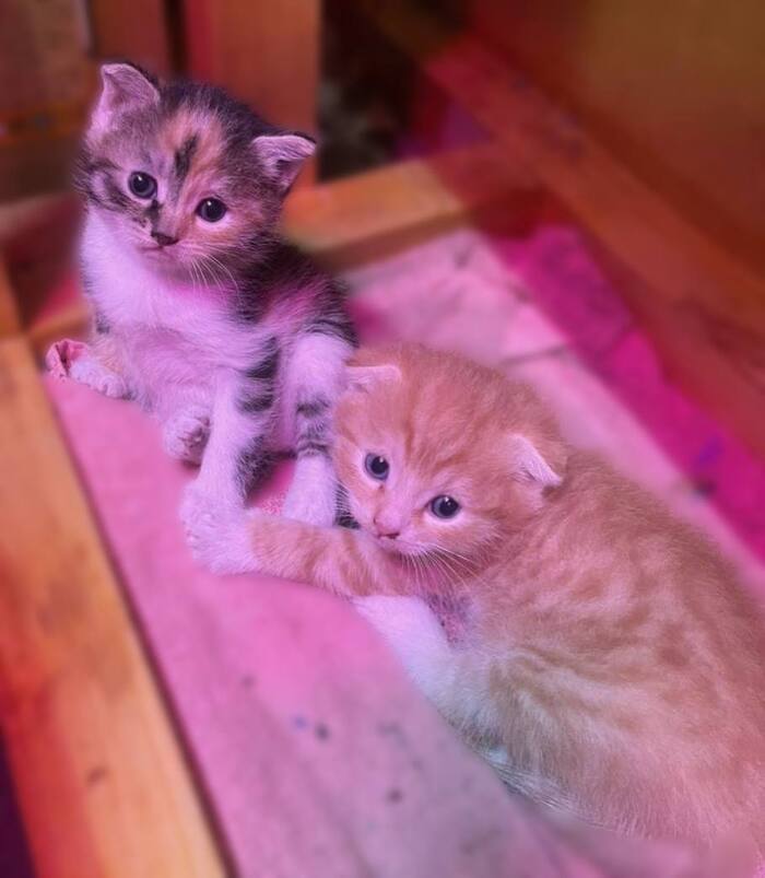 Два чудесных Котёнка ищут дом!