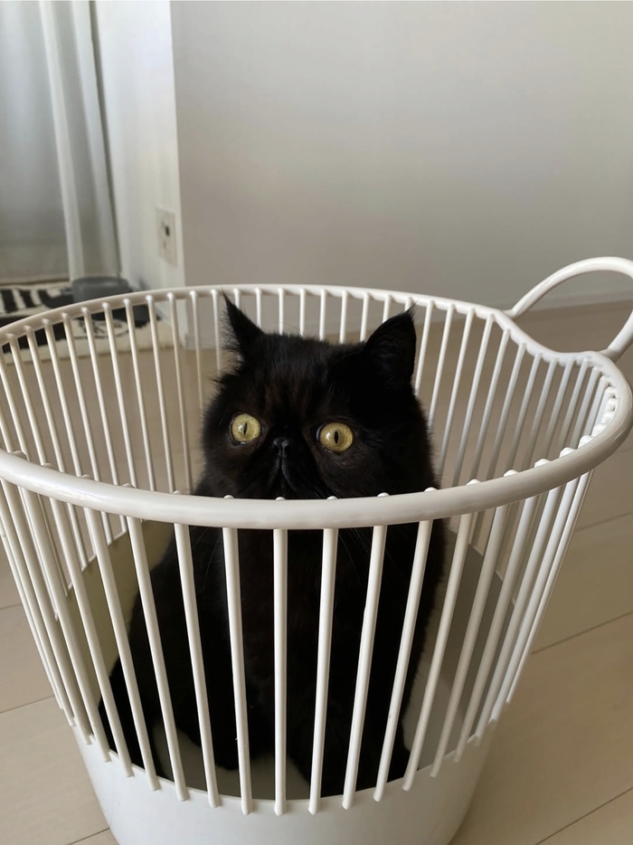 Кот дня