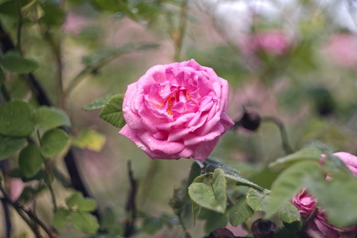 Helios 44m