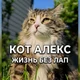 ������ ������������ CATALEXFM