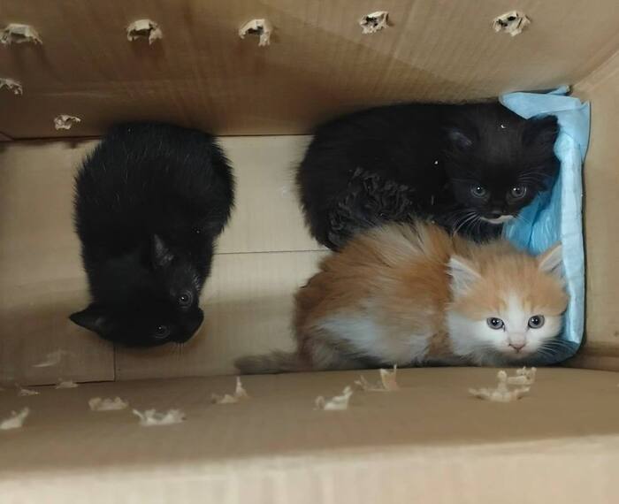 Котёнок девочка по имени Кэнди срочно ищет дом!