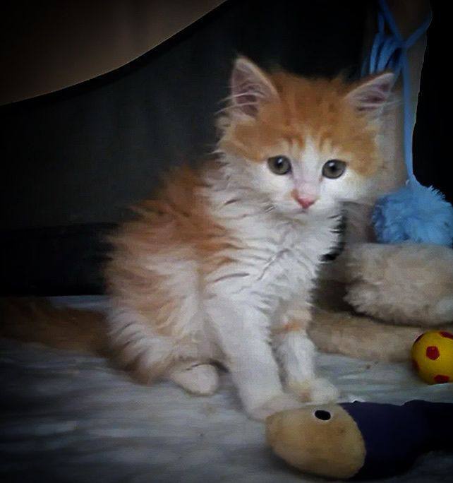 Котёнок девочка по имени Кэнди срочно ищет дом!