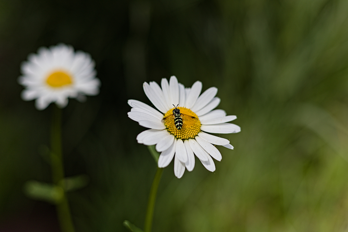 Canon R8 + RF50mm F1.8 STM + RawTherapee ����-����