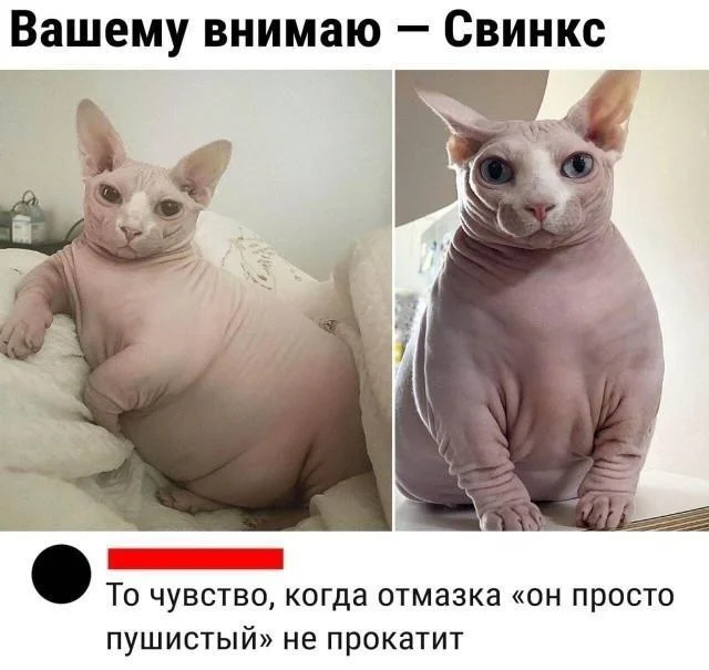 Well, here are some new memes) - Series Memes
, Humor, Picture with text, Memes, Longpost