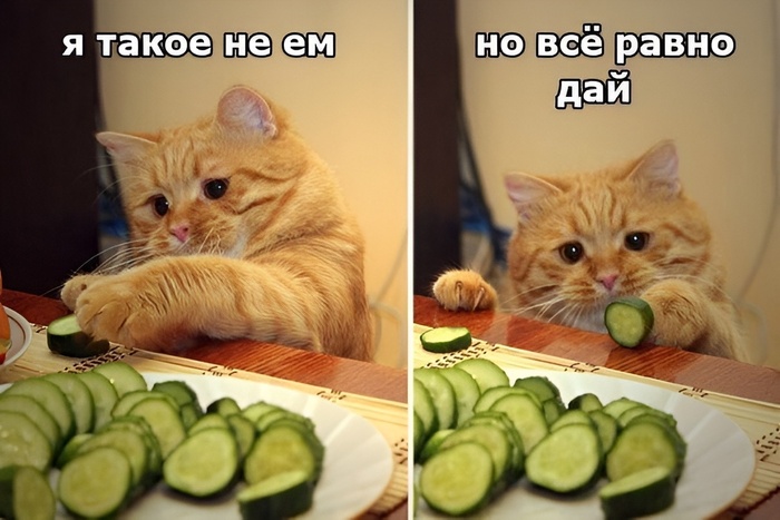 Все равно дай!