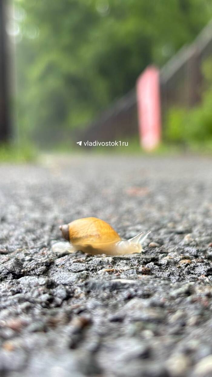 ��������: ����� ������ / <!--noindex--><a href="https://pikabu.ru/story/kroshkaulitka_14072776?u=http%3A%2F%2FVLADIVOSTOK1.RU&t=VLADIVOSTOK1.RU&h=65ff03fe28c7228e4127e83457e6f4a14f0430f6" title="http://VLADIVOSTOK1.RU" target="_blank" rel="nofollow noopener">VLADIVOSTOK1.RU</a><!--/noindex-->