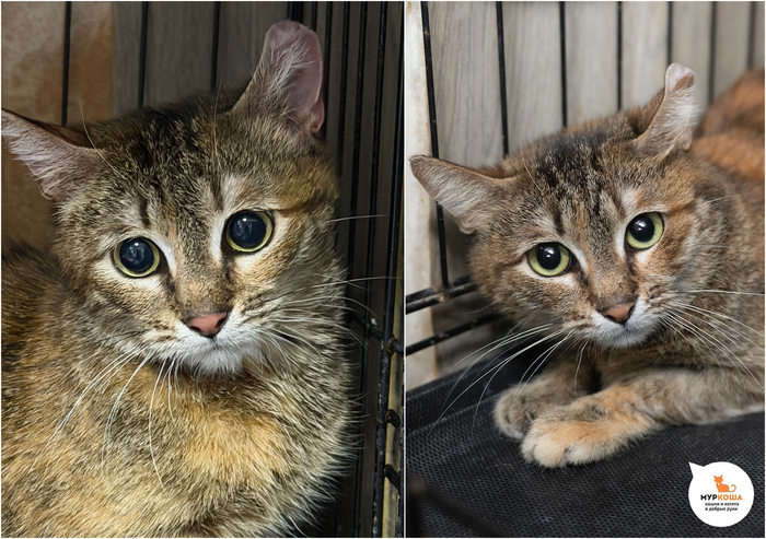 Кошка Маникотти, 1 год, спасена из неблагополучной квартиры