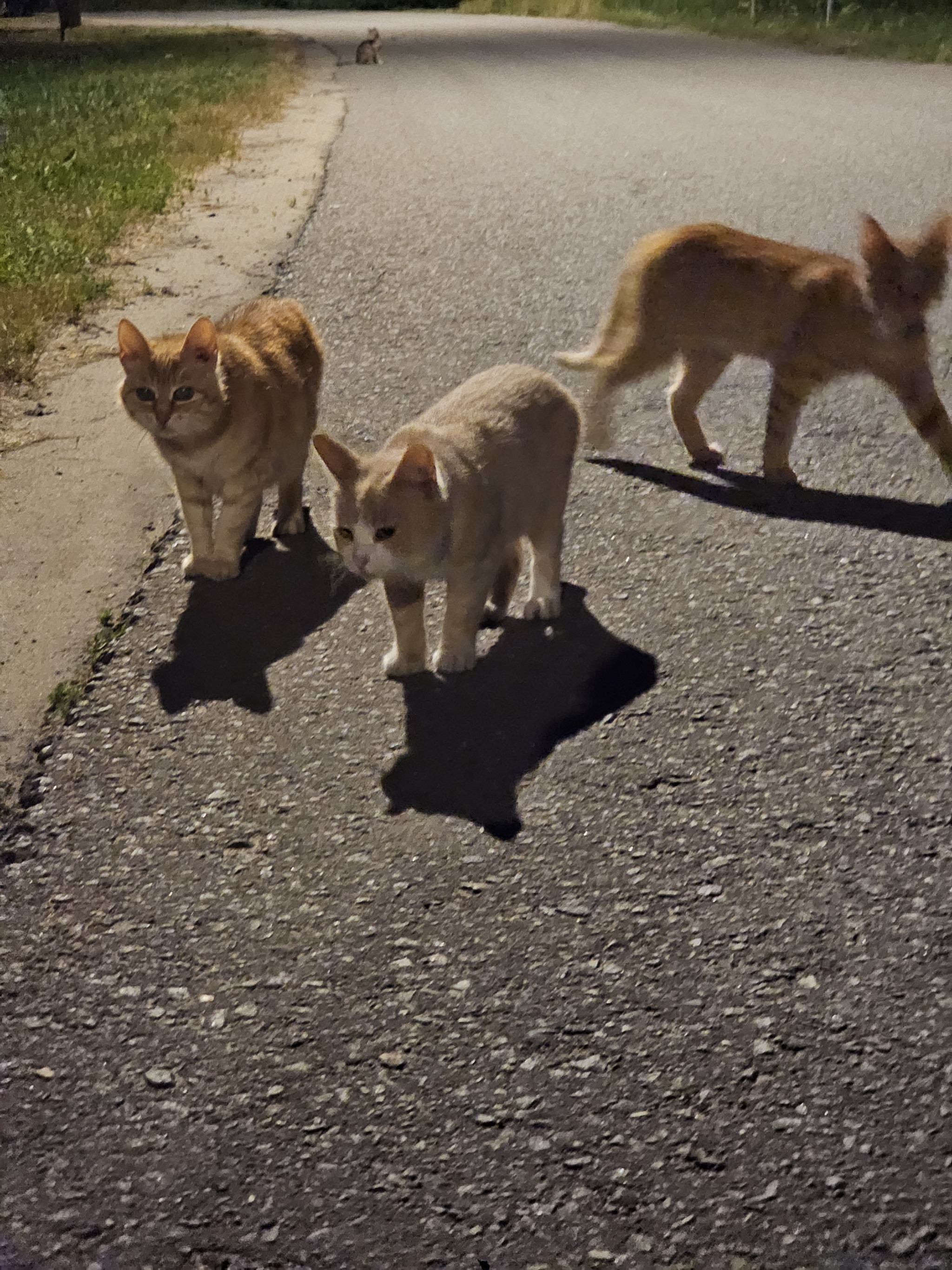 Hey, bandits. - My, The photo, Kittens, Redheads, Moscow region