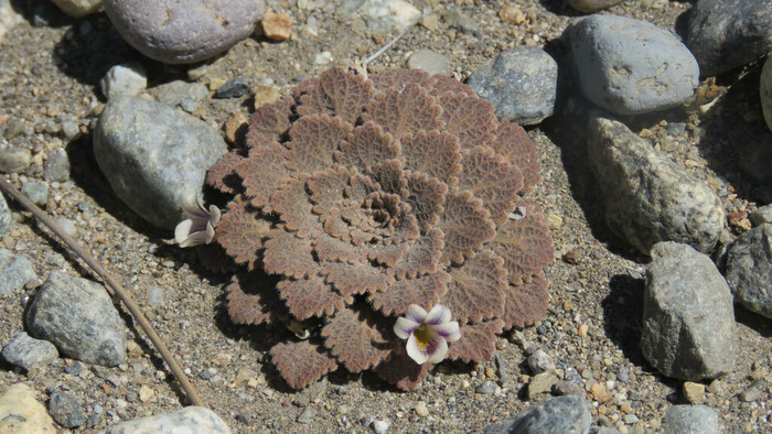 ������ ������������� (Viola volcanica). ���� <!--noindex--><a href="https://d.pikabu.ru/story/fialki_patagonii_14081938?u=http%3A%2F%2Finaturalist.org&t=inaturalist.org&h=36da29dc9fa38f53878b53b1ea8a2c5941d0e9cc" title="http://inaturalist.org" target="_blank" rel="nofollow noopener">inaturalist.org</a><!--/noindex-->