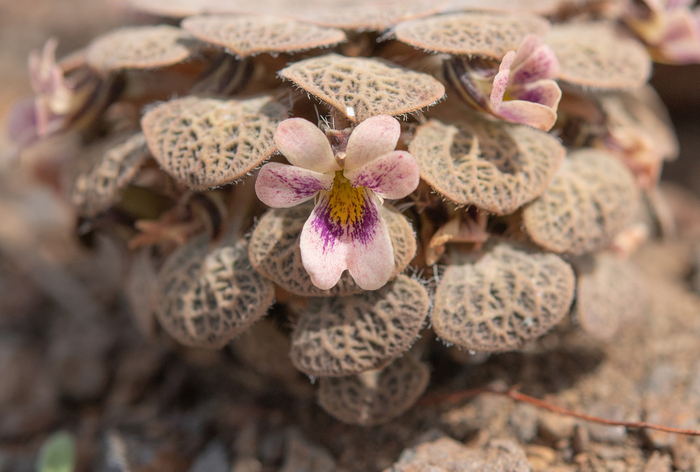 ������ ����������� (Viola trochlearis).&nbsp; ���� <!--noindex--><a href="https://d.pikabu.ru/story/fialki_patagonii_14081938?u=http%3A%2F%2Finaturalist.org&t=inaturalist.org&h=36da29dc9fa38f53878b53b1ea8a2c5941d0e9cc" title="http://inaturalist.org" target="_blank" rel="nofollow noopener">inaturalist.org</a><!--/noindex-->