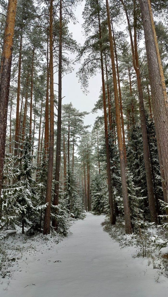 Лесная дорога