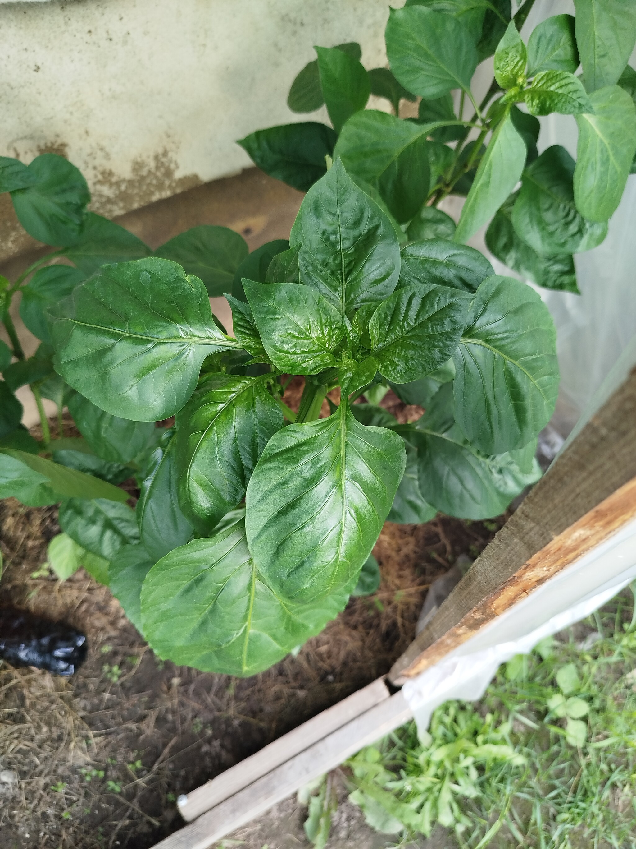Please help me identify what kind of miracle is growing. - Hot peppers, Growing, Longpost