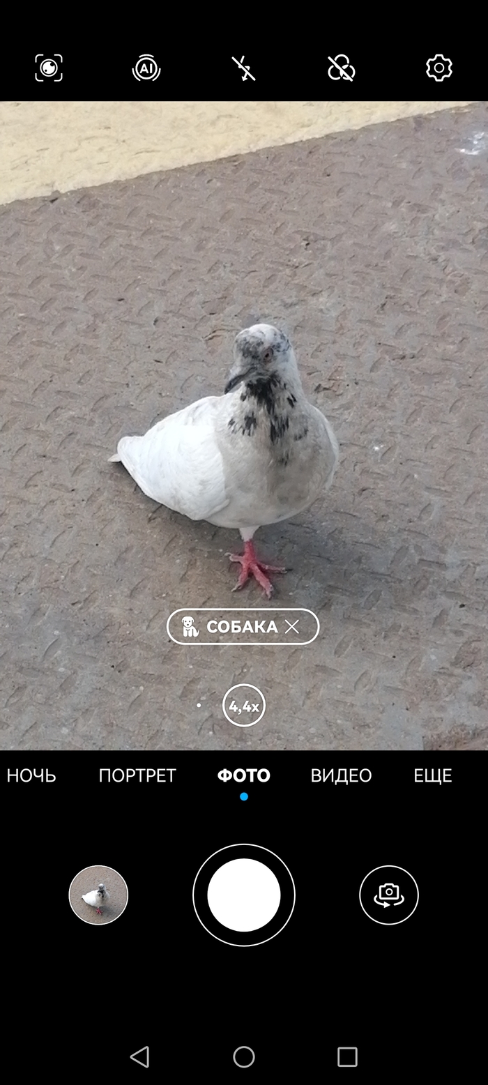 Одноногий голубь на карнизе за окном