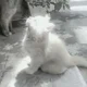 ����� ����� ������ ���� �����������