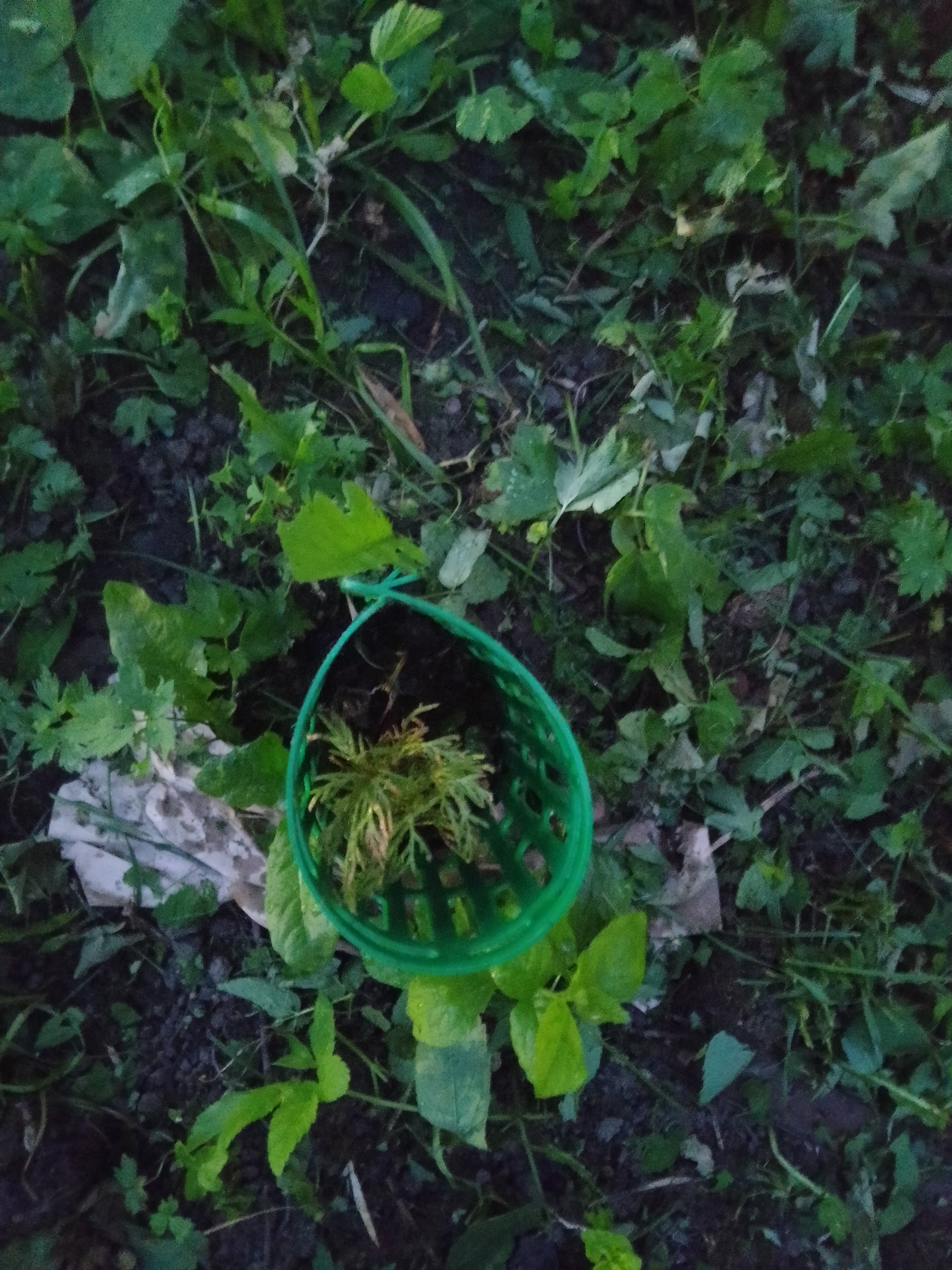 I continue to cultivate greenery under my windows in an apartment building, June - My, Mood, Greenery, Saplings, Courtyard, Beautification, Longpost