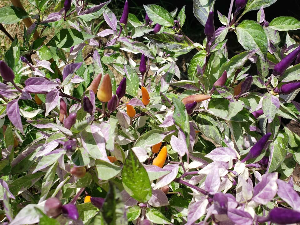 Some variable peppers - My, Garden, Harvest, Longpost