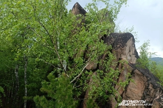 ����� ���������, �� ���� � ������� ��������� ������ �������. ����: <a href="https://pikabu.ru/story/putali_sledyi_aifru_nashel_mesto_silyi_usoltsevyikh__yeto_shok_14099127?u=https%3A%2F%2Fkrsk.aif.ru%2F&t=krsk.aif.ru&h=07f9054803b1c08b960038183a0975edff2972f4" title="https://krsk.aif.ru/" target="_blank" rel="nofollow noopener">krsk.aif.ru</a>/ ������� �����������