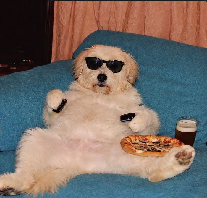 Golden Terrier Aesthetic