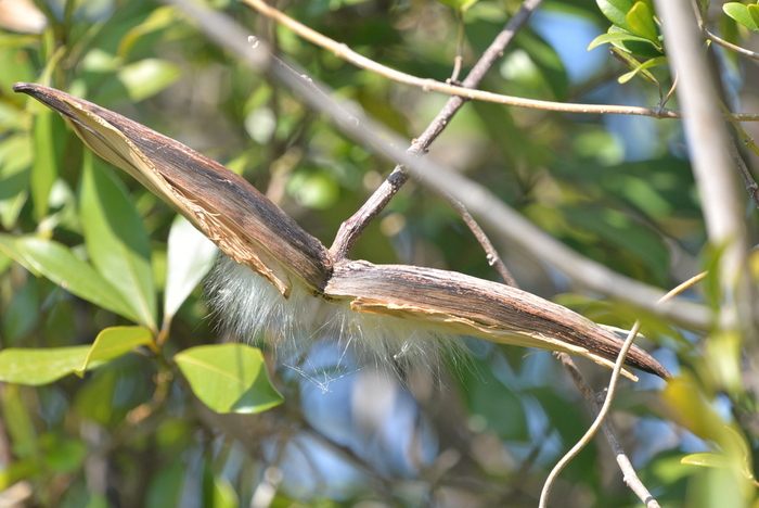 Созревшие семена с летучками в открытой коробочке Strophanthus divaricatus. Фотос сайта <!--noindex--><a href="https://pikabu.ru/story/yadovityie_strofant_14115413?u=http%3A%2F%2Finaturalist.org&t=inaturalist.org&h=36da29dc9fa38f53878b53b1ea8a2c5941d0e9cc" title="http://inaturalist.org" target="_blank" rel="nofollow noopener">inaturalist.org</a><!--/noindex-->.