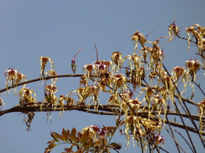 Цветки Strophanthus sarmentosus. Фотос сайта <!--noindex--><a href="https://pikabu.ru/story/yadovityie_strofant_14115413?u=http%3A%2F%2Finaturalist.org&t=inaturalist.org&h=36da29dc9fa38f53878b53b1ea8a2c5941d0e9cc" title="http://inaturalist.org" target="_blank" rel="nofollow noopener">inaturalist.org</a><!--/noindex-->.