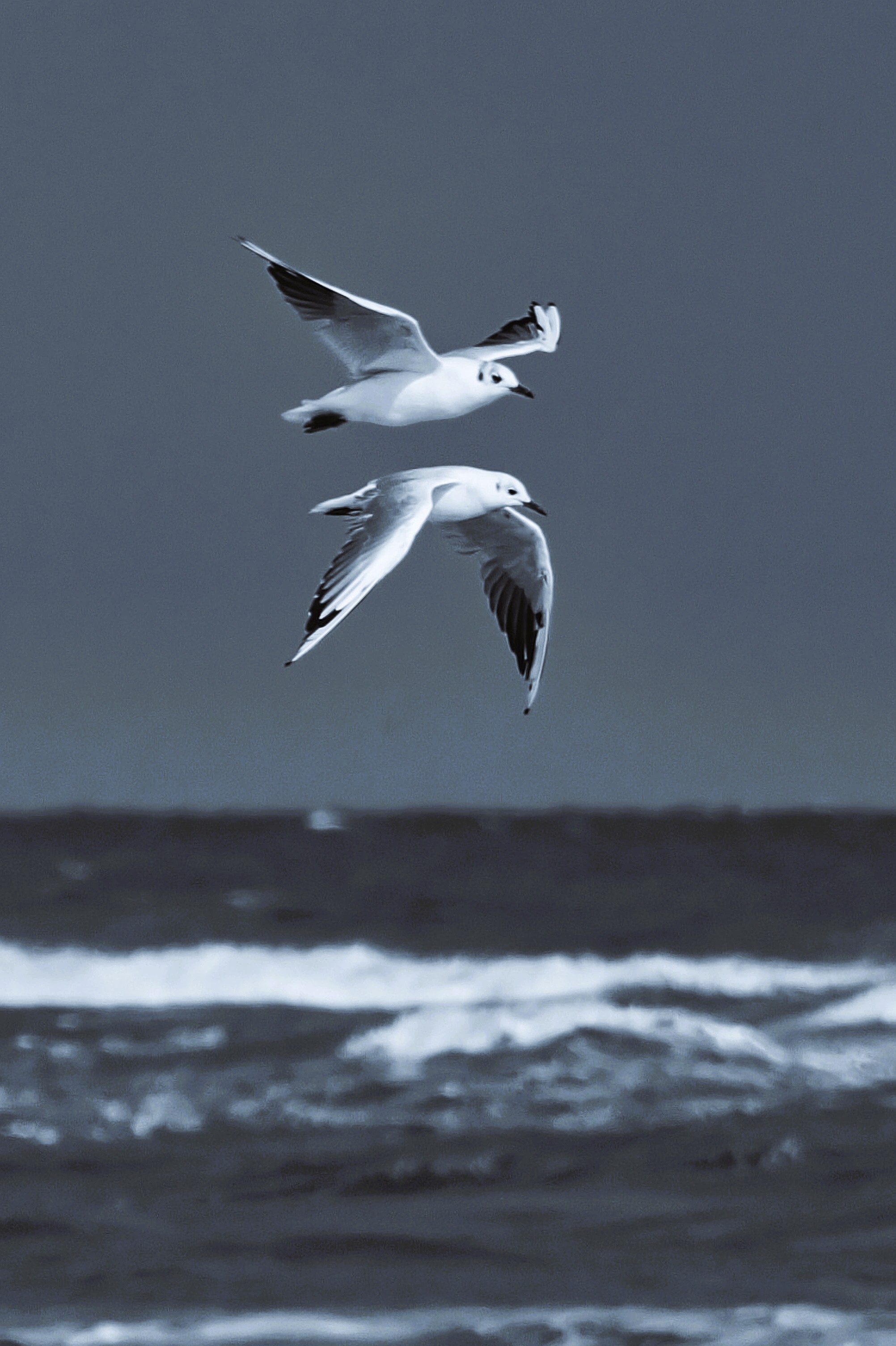 Over the Sea of ??Azov - Series Photographs
, My, Russia, Azov sea, Birds, Flight, The photo, Black and white photo, Spill, Golubitskaya, Resorts of the Krasnodar Territory