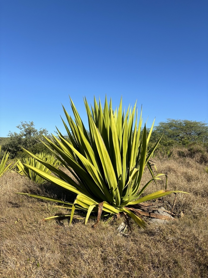 ������� ������������ (Furcraea tuberosa). ����� ����� <!--noindex--><a href="https://pikabu.ru/story/furkreya_14129284?u=http%3A%2F%2Finaturalist.org&t=inaturalist.org&h=36da29dc9fa38f53878b53b1ea8a2c5941d0e9cc" title="http://inaturalist.org" target="_blank" rel="nofollow noopener">inaturalist.org</a><!--/noindex-->.