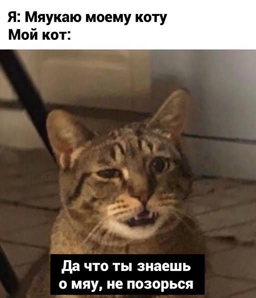 МЯУ!