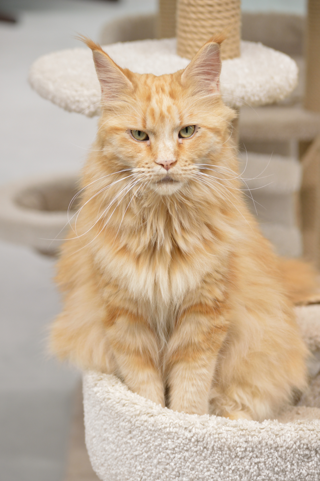 Show cats - My, cat, Cat Show, Scottish lop-eared, Maine Coon, Ragdoll, Abyssinian cat, Bengal cat, Longpost