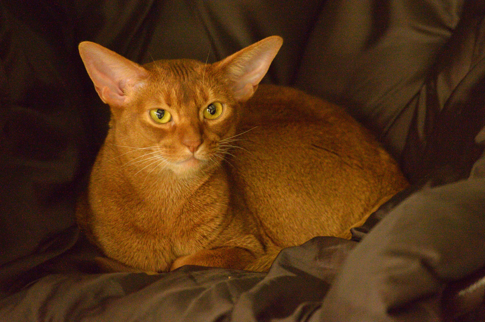Show cats - My, cat, Cat Show, Scottish lop-eared, Maine Coon, Ragdoll, Abyssinian cat, Bengal cat, Longpost