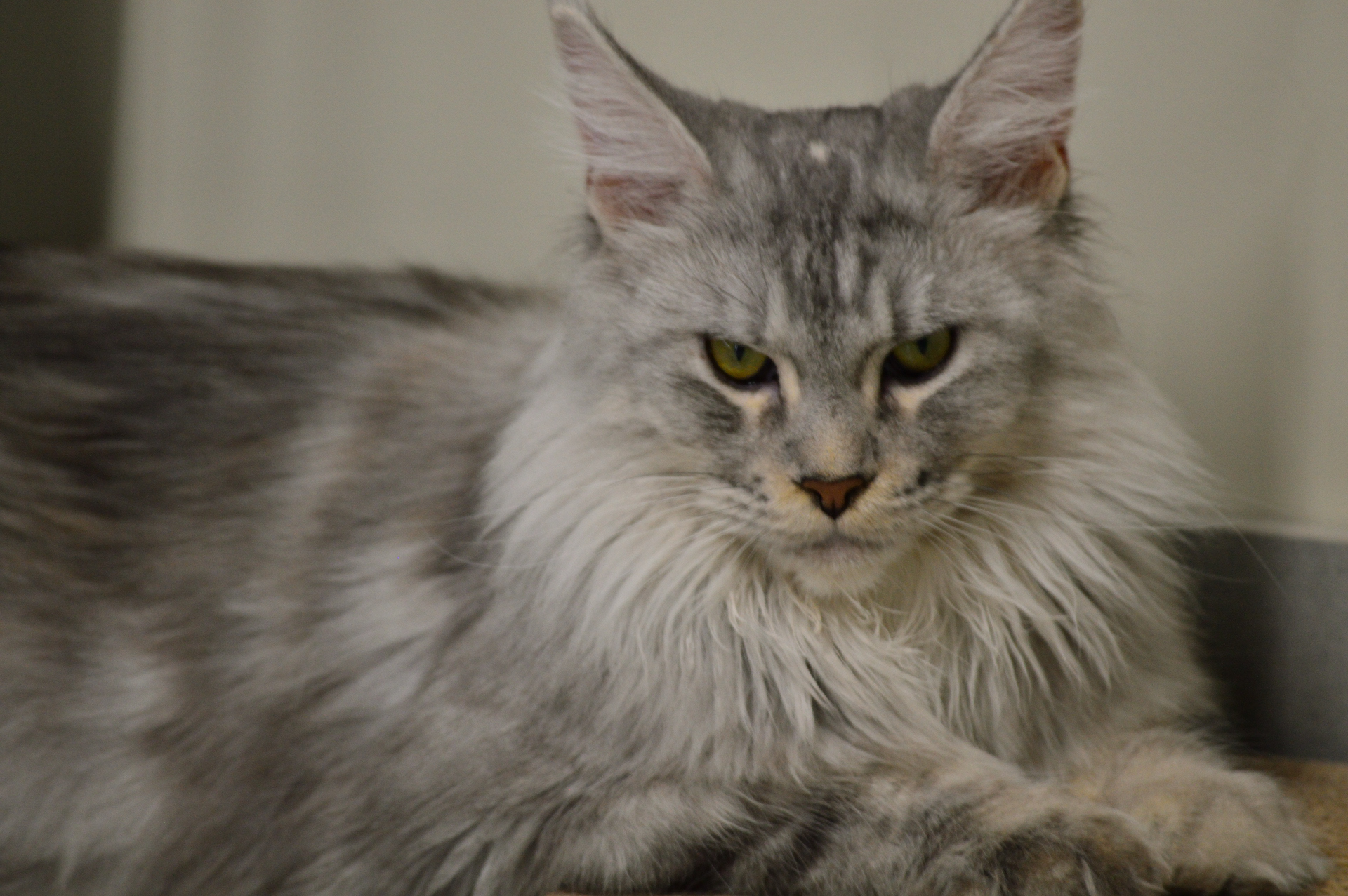 Show cats - My, cat, Cat Show, Scottish lop-eared, Maine Coon, Ragdoll, Abyssinian cat, Bengal cat, Longpost