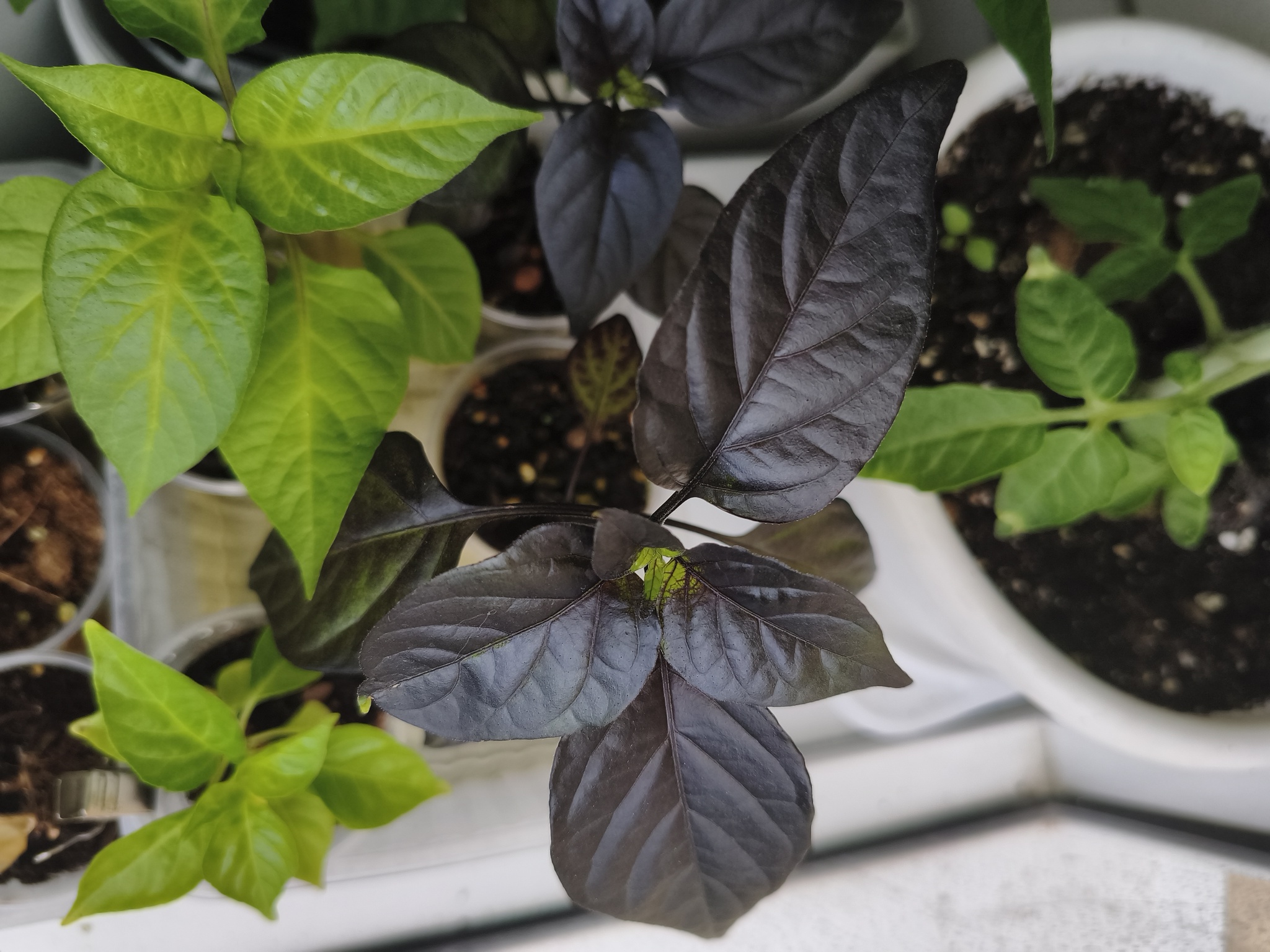 My green zen and purring caretaker - My, Hot peppers, Zen, Garden, Amazing, Balcony, Vegetable garden on the windowsill, Habanero, cat, Chilli, Longpost
