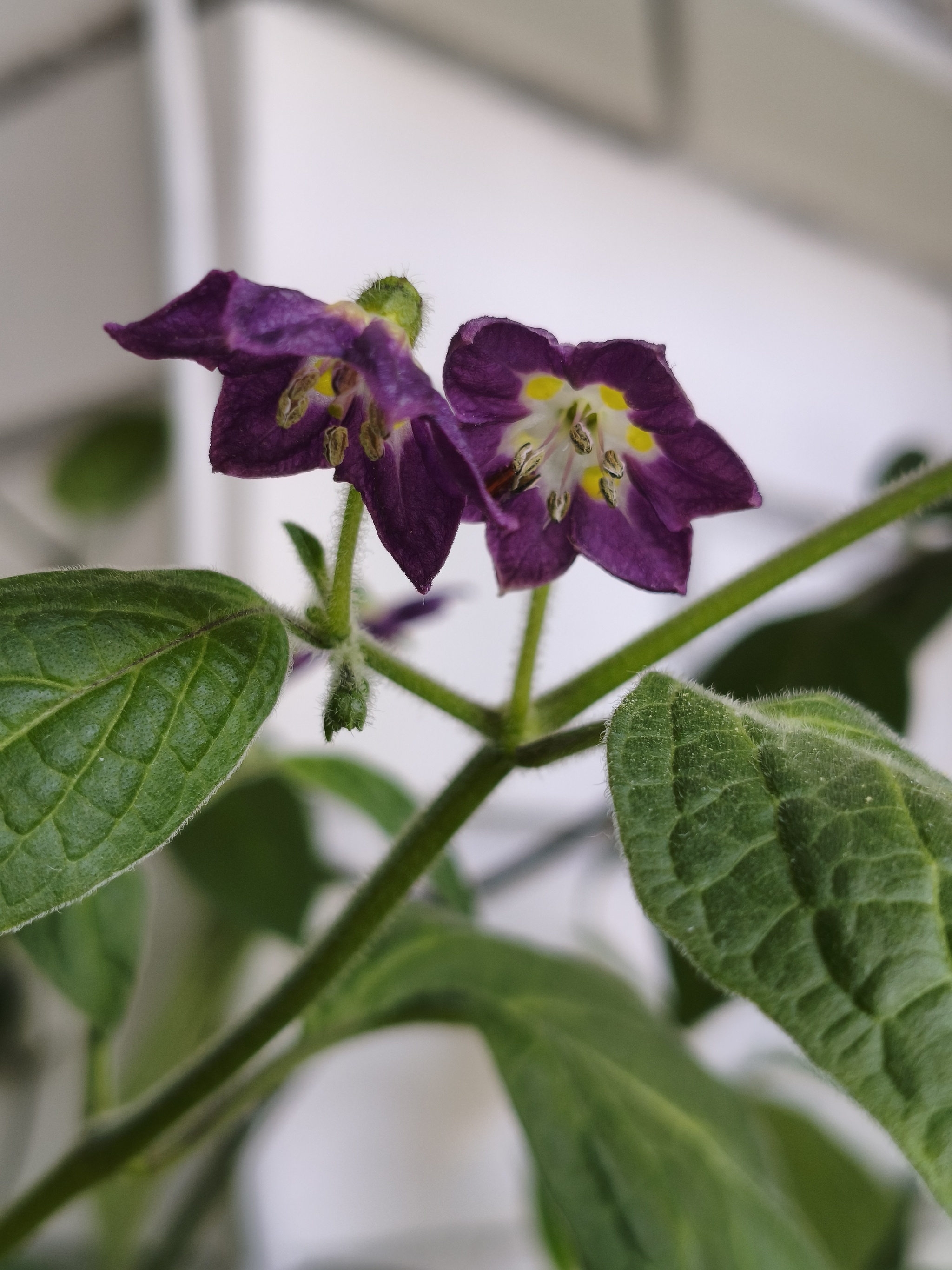 My green zen and purring caretaker - My, Hot peppers, Zen, Garden, Amazing, Balcony, Vegetable garden on the windowsill, Habanero, cat, Chilli, Longpost