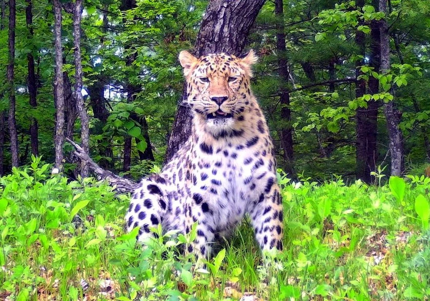 Half asleep - Series Far Eastern leopard, Far Eastern leopard, Predatory animals, Wild animals, Leopard, wildlife, Phototrap, The photo, Cat family, Big cats, National park, Land of the Leopard, Primorsky Krai, MAX messenger (link)