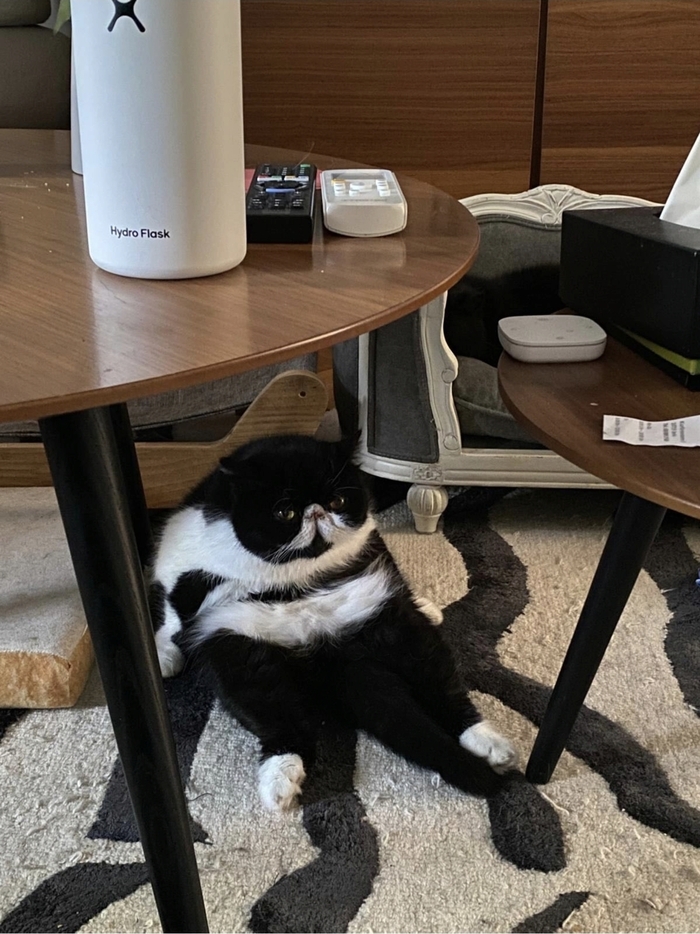 Кот дня