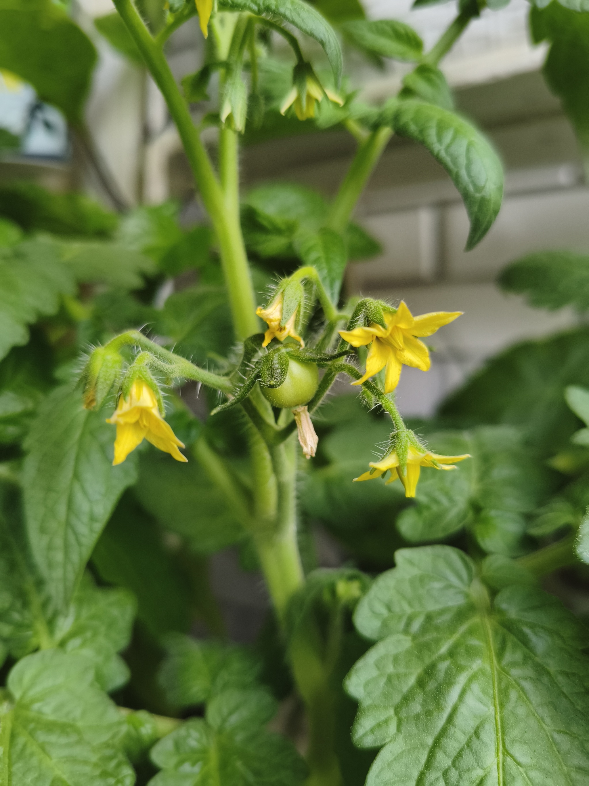 My green zen and purring caretaker - My, Hot peppers, Zen, Garden, Amazing, Balcony, Vegetable garden on the windowsill, Habanero, cat, Chilli, Longpost