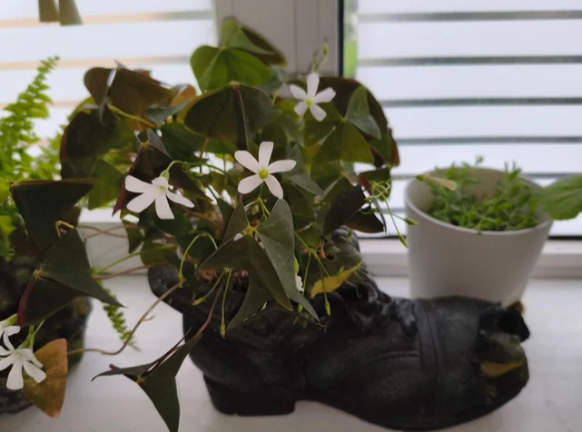 My green zen and purring caretaker - My, Hot peppers, Zen, Garden, Amazing, Balcony, Vegetable garden on the windowsill, Habanero, cat, Chilli, Longpost