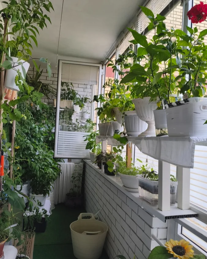 My green zen and purring caretaker - My, Hot peppers, Zen, Garden, Amazing, Balcony, Vegetable garden on the windowsill, Habanero, cat, Chilli, Longpost