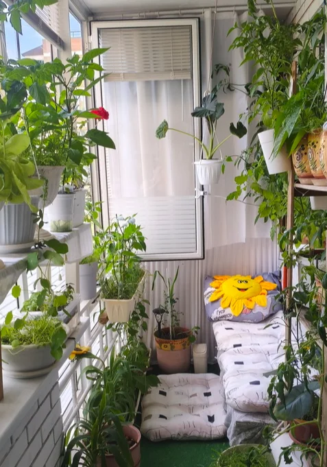 My green zen and purring caretaker - My, Hot peppers, Zen, Garden, Amazing, Balcony, Vegetable garden on the windowsill, Habanero, cat, Chilli, Longpost