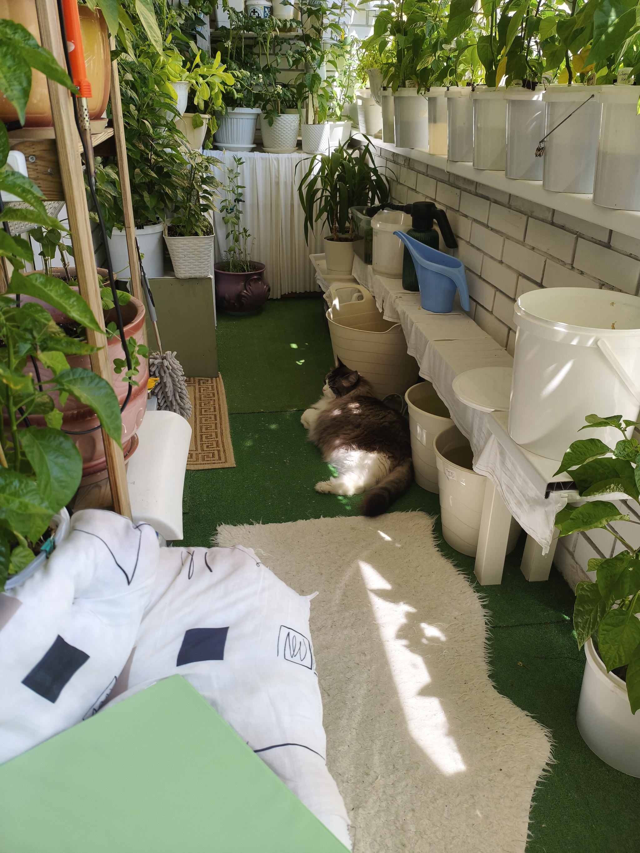 My green zen and purring caretaker - My, Hot peppers, Zen, Garden, Amazing, Balcony, Vegetable garden on the windowsill, Habanero, cat, Chilli, Longpost
