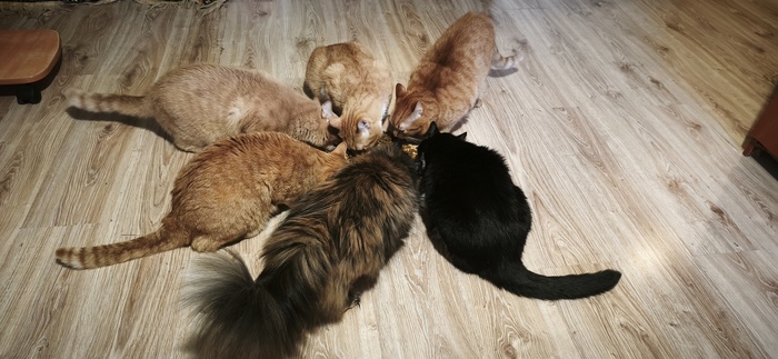 Котограмма