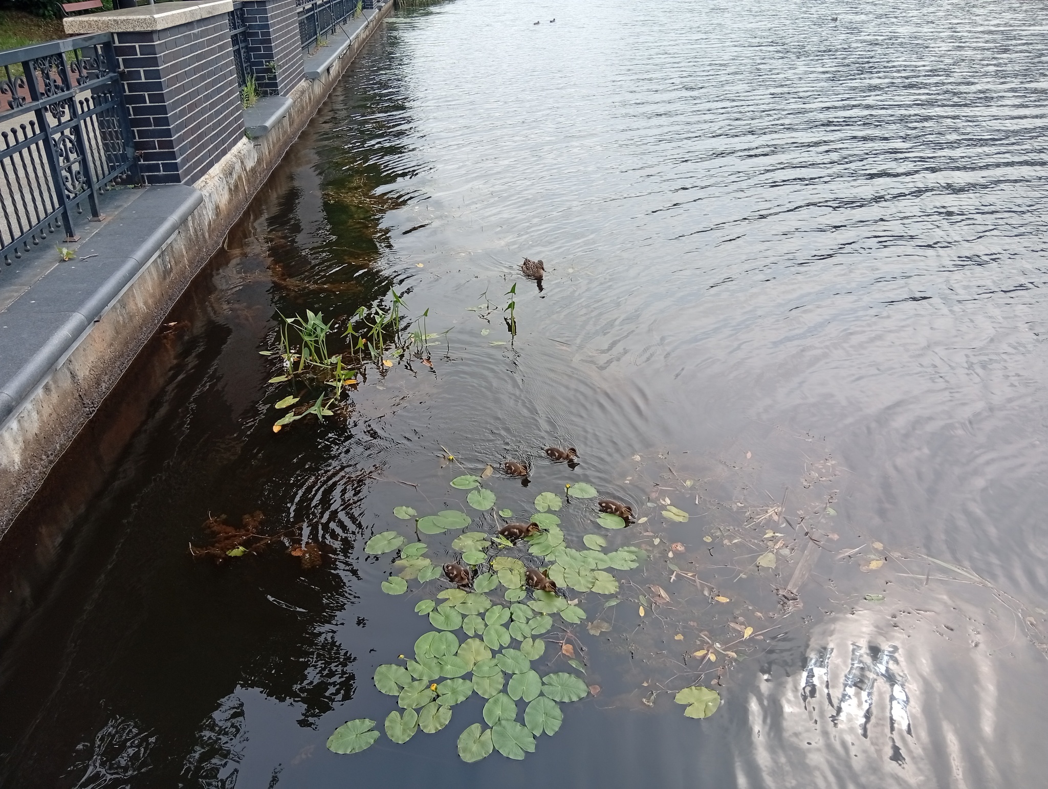 I don't know for sure yet, but it seems to work! - My, Kaliningrad region, Svetlogorsk, Lake, Good league, Nature, Hedgehog, Longpost, Water, Relaxation, The nature of Russia, A fish, White cupid, Silver carp, Amber Land, Baltic Sea, Series Save the Lake, Stocking