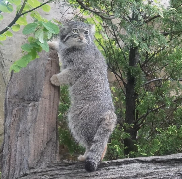 Кося позирует