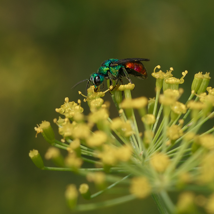 � ��� ����� ��������� - ��� ��������� ������� Chrysis ignita