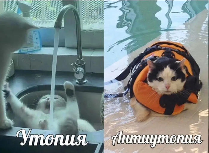 Житие тяжкое котячье