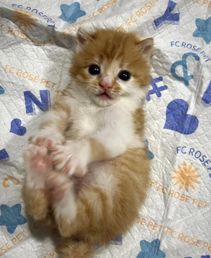 Маленькую булочку вам в ленту :3