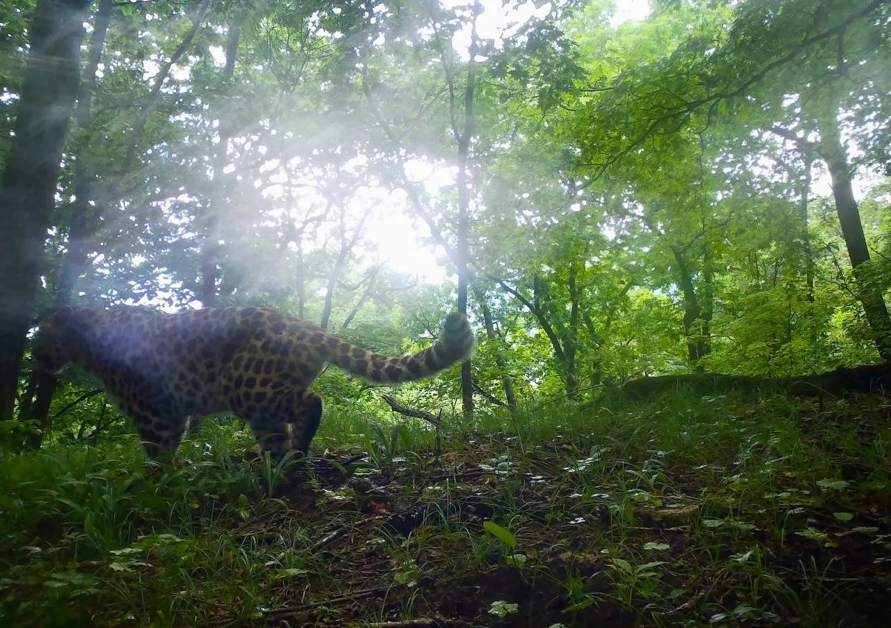 Rain is rain, but work is work, and it must be done properly. - Series Far Eastern leopard, Far Eastern leopard, Flag Territory, Rain, Wild animals, wildlife, Phototrap, National park, Land of the Leopard, Primorsky Krai, Leopard, Cat family, Predatory animals, Big cats, MAX messenger (link), Longpost